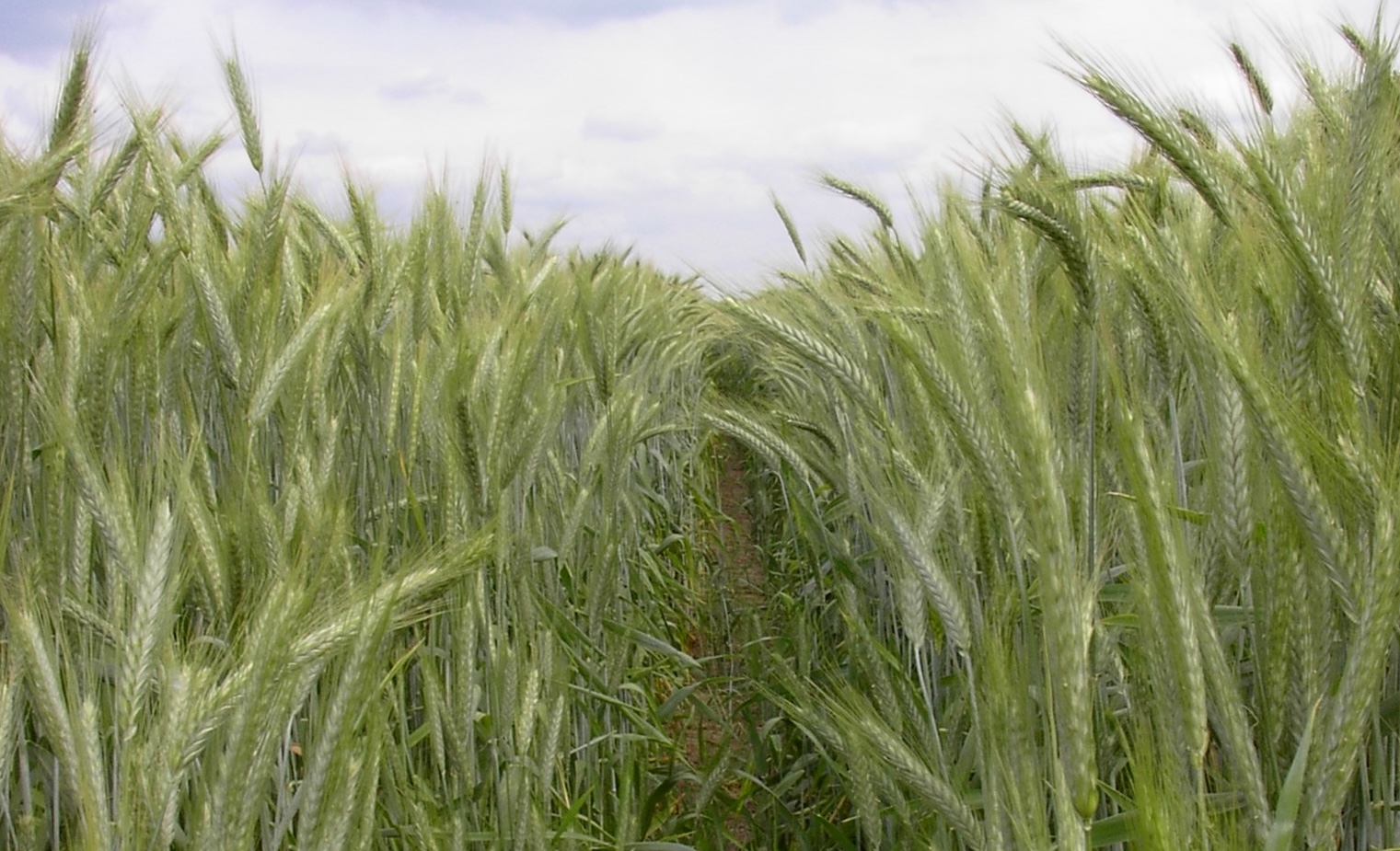 Weg durchs Kornfeld Weg durchs Kornfeld