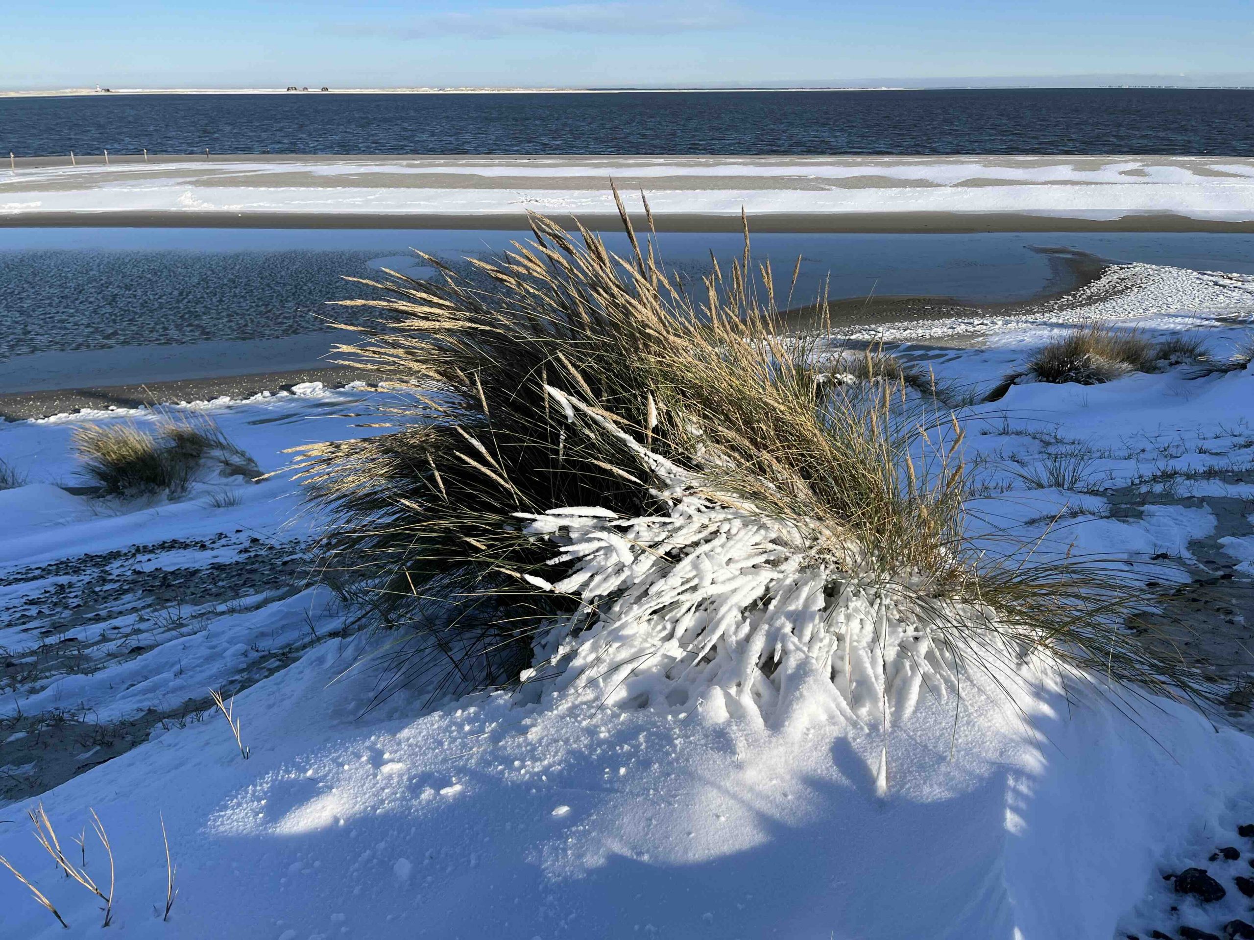Strandhafer im Schnee Strandhaber im Schnee mit Meer im Hintergrund